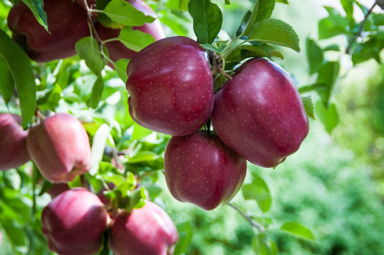 Del árbol a tu mesa: Donde nace una manzana, nace un homenaje a la madre tierra