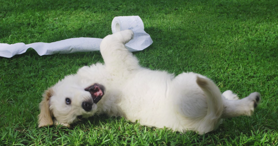 ¿Tienes un perrito juguetón? Aquí te van algunos tips para fotografiarlo