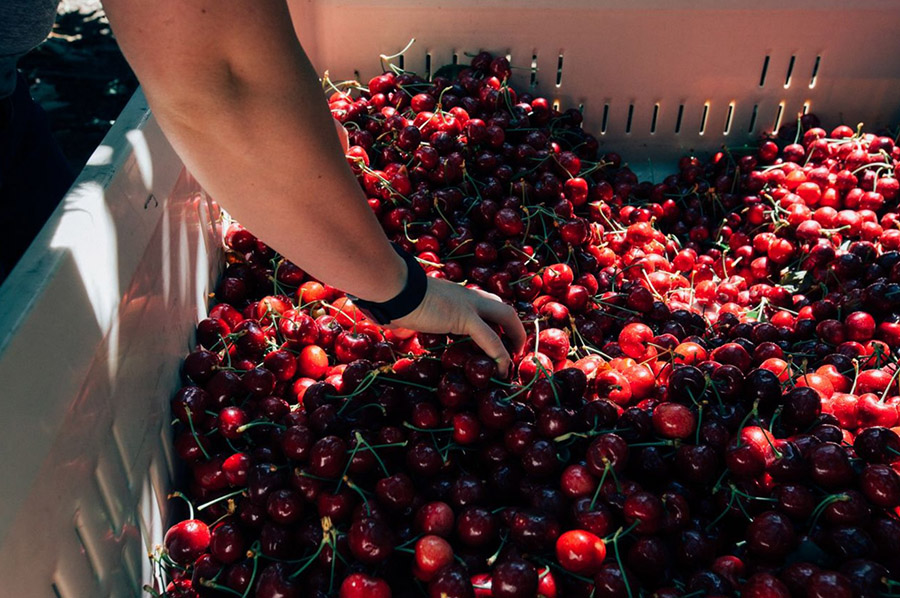 Rompe récord la Temporada de Cerezas del Noroeste 2025