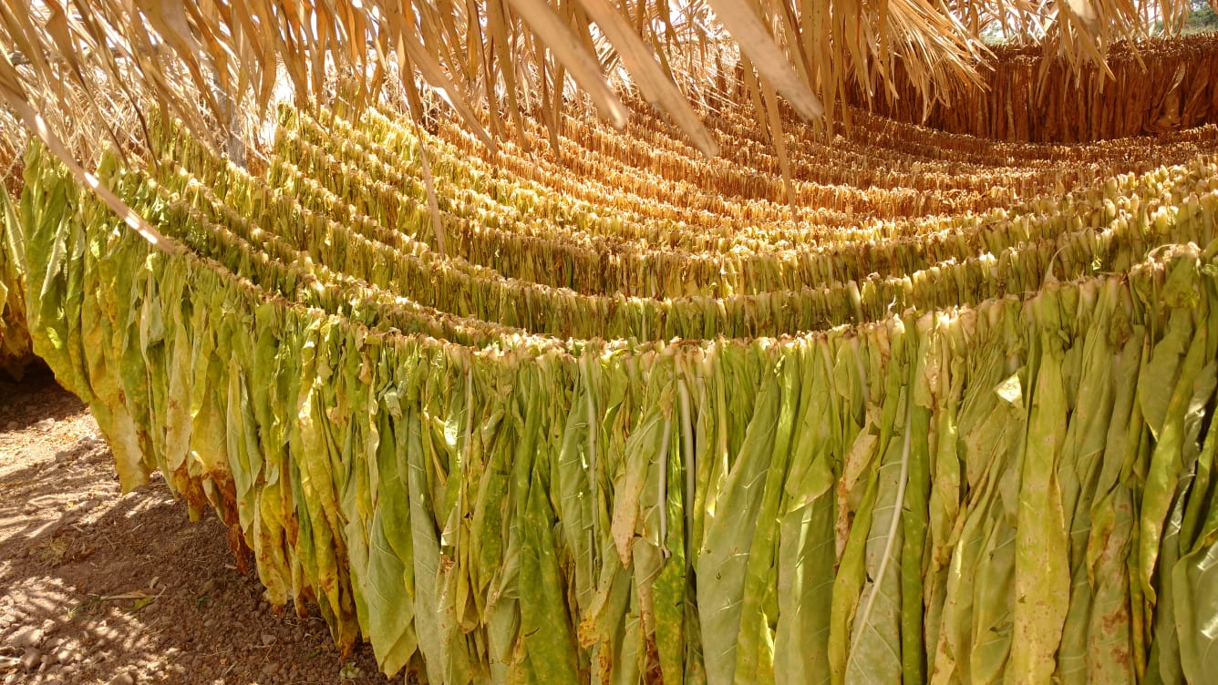 Mayor carga fiscal a tabacos provocaría desempleo y caída en producción en campos de tabaco