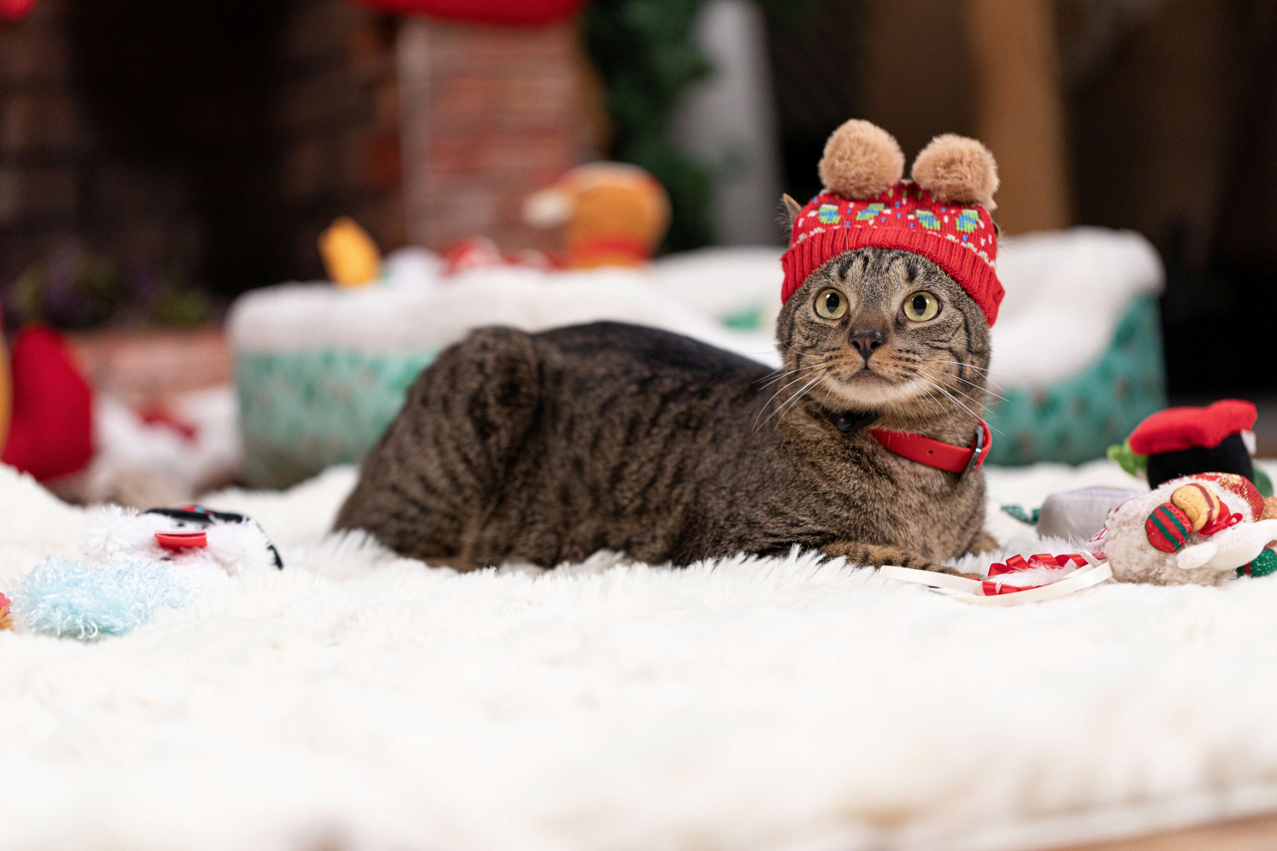 Petco llama a priorizar la responsabilidad antes de regalar una mascota en Navidad o Día de Reyes