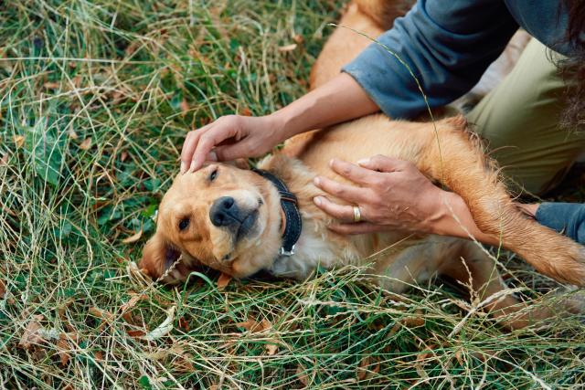 Cuatro enfermedades que pueden afectar la salud de tu perro durante todo el año